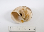 Molluscs
