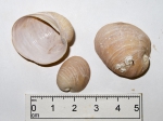 Velutina undata - 3 shells, author: Fisheries and Oceans Canada, Claude Nozes