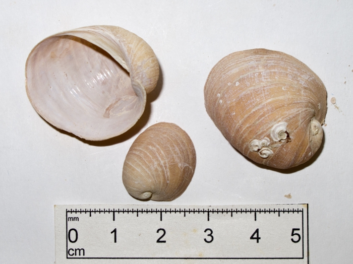 Velutina undata - 3 shells Velutina undata - 3 shells