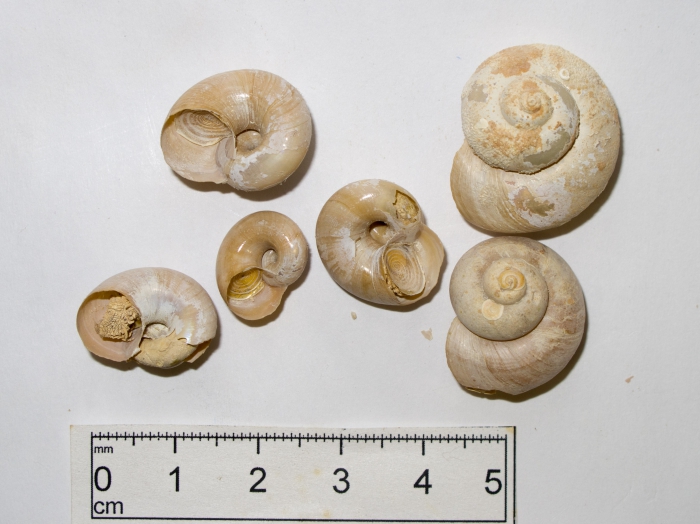 Margarites umbilicalis Margarites umbilicalis