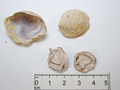 Caenogastropoda