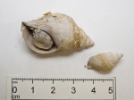 Gastropoda