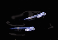 Flatfish larvae