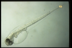 Gadus morhua - larva, author: Fisheries and Oceans Canada, Jean-Franis St-Pierre