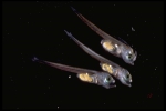Gadus morhua - larvae, author: Fisheries and Oceans Canada, Jean-Franis St-Pierre
