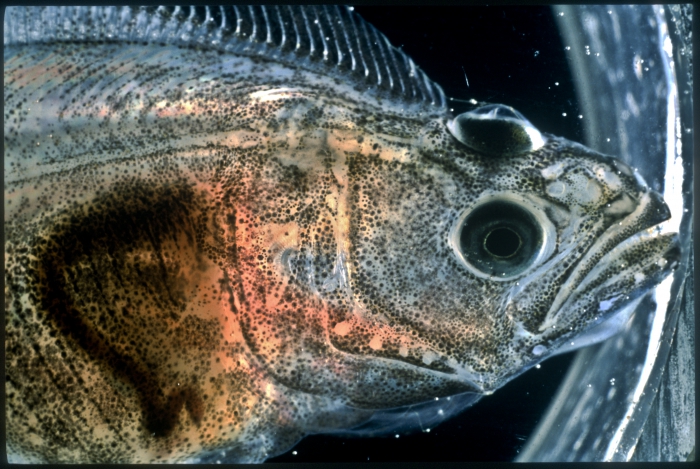 Hippoglossus hippoglossus - juvenile Hippoglossus hippoglossus - juvenile