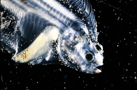 Pseudopleuronectes americanus Pseudopleuronectes americanus