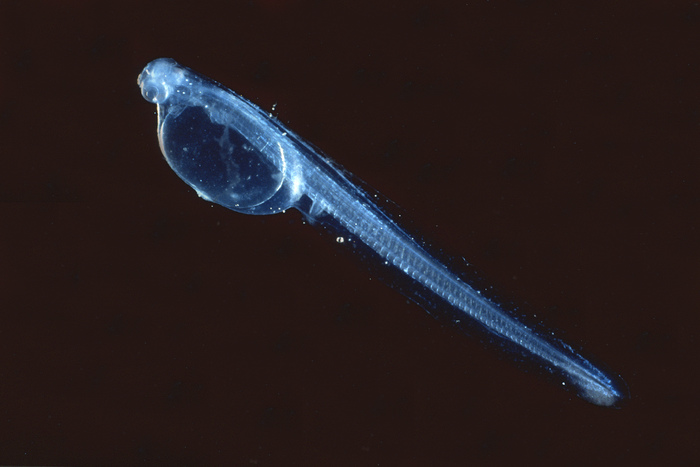Reinhardtius hippoglossoides Reinhardtius hippoglossoides