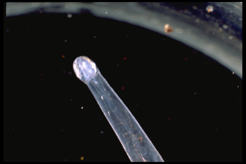 Parasagitta elegans Parasagitta elegans