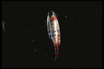 Calanus hyperboreus, author: Fisheries and Oceans Canada, Jean-Franis St-Pierre