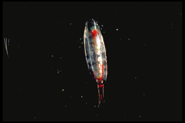 Calanus hyperboreus Calanus hyperboreus