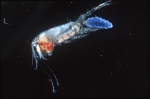 Paraeuchaeta norvegica, author: Fisheries and Oceans Canada, Jean-Franis St-Pierre