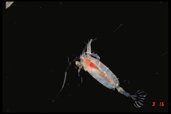 Paraeuchaeta norvegica Paraeuchaeta norvegica