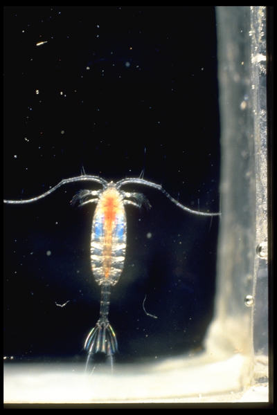 Paraeuchaeta norvegica Paraeuchaeta norvegica