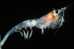 Meganyctiphanes norvegica, author: Fisheries and Oceans Canada, Jean-Franis St-Pierre