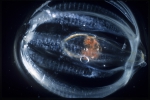 Ctenophora (Sea gooseberries)