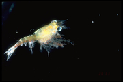 Homarus americanus - larva, author: Fisheries and Oceans Canada, Jean-Franis St-Pierre