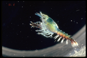 Homarus americanus - larva, author: Fisheries and Oceans Canada, Jean-Franis St-Pierre