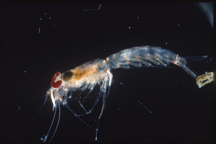 Erythrops erythrophthalma Erythrops erythrophthalma