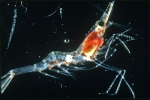 Decapoda