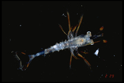 Shrimp larva, author: Fisheries and Oceans Canada, Jean-Franis St-Pierre