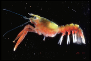 Homarus americanus - larva, author: Fisheries and Oceans Canada, Jean-Franois St-Pierre