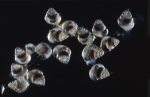 Gastropoda