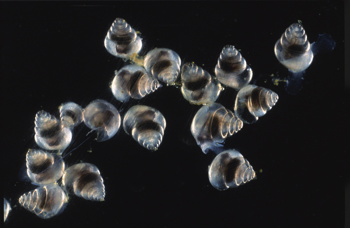 Limacina retroversa Limacina retroversa