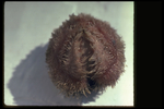 Echinoderms