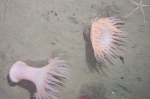Cnidarians