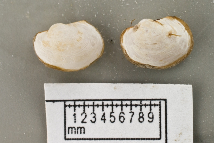 Bathyarca glacialis - pair Bathyarca glacialis - pair