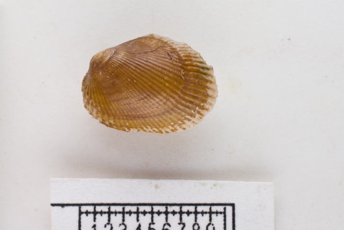 Crenella pectinula Crenella pectinula