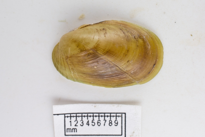 Musculus discors (small) Musculus discors (small)