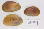 Musculus niger (small), author: Fisheries and Oceans Canada, Claude Nozes