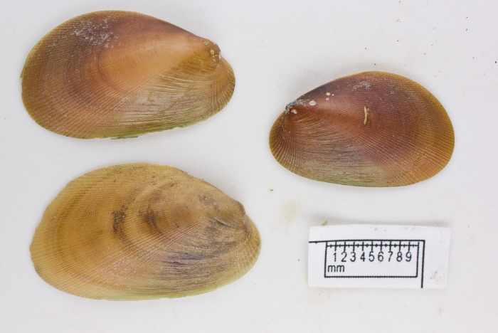 Musculus niger (small) Musculus niger (small)