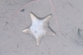 Asteroidea (starfish)