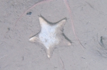 Ctenodiscus crispatus on sea bed, author: Fisheries and Oceans Canada