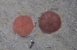 Echinarachnius parma on sand, author: Fisheries and Oceans Canada