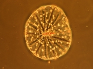 Asteromphalus heptactis