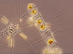 Diatoms