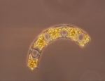Phytoplankton