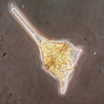 Ceratium divericatum