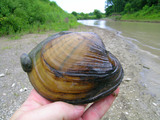 Pocketbook clam with zebra mussel attached, author: Fisheries and Oceans Canada