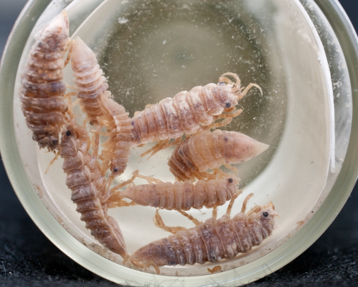 Synidotea nodulosa in vial Synidotea nodulosa in vial