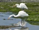 Marine birds