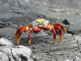 Sally lightfoot crab, author: Debergh, Heidi