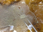 Bryozoans