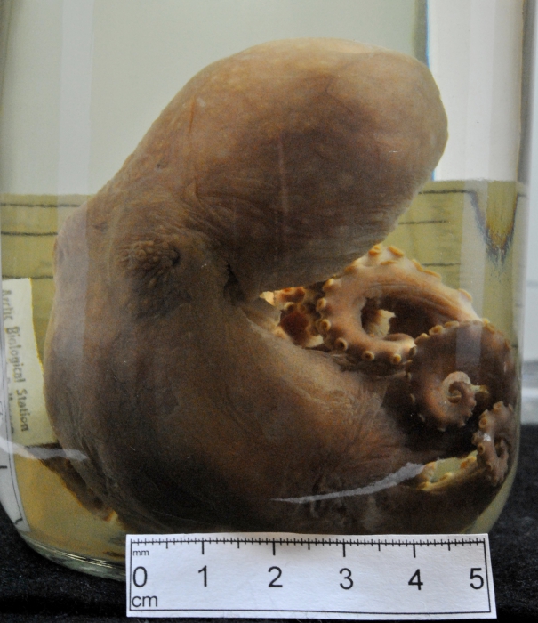 Bathypolypus arcticus Bathypolypus arcticus