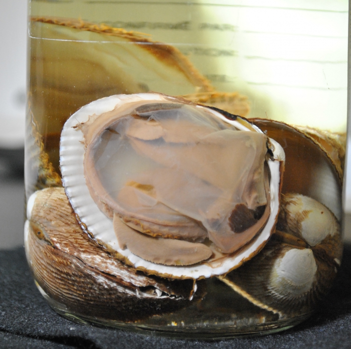 Clinocardium ciliatum Clinocardium ciliatum