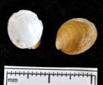 Bivalvia